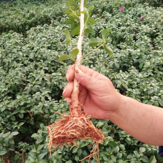 宜良县紫花三角梅 0.2~0.5米