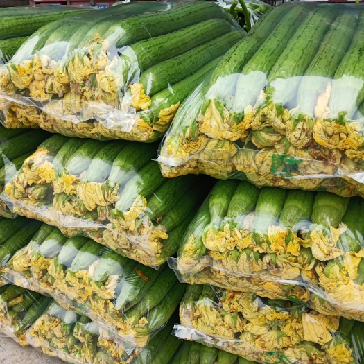 濮阳 精品丝瓜，超市