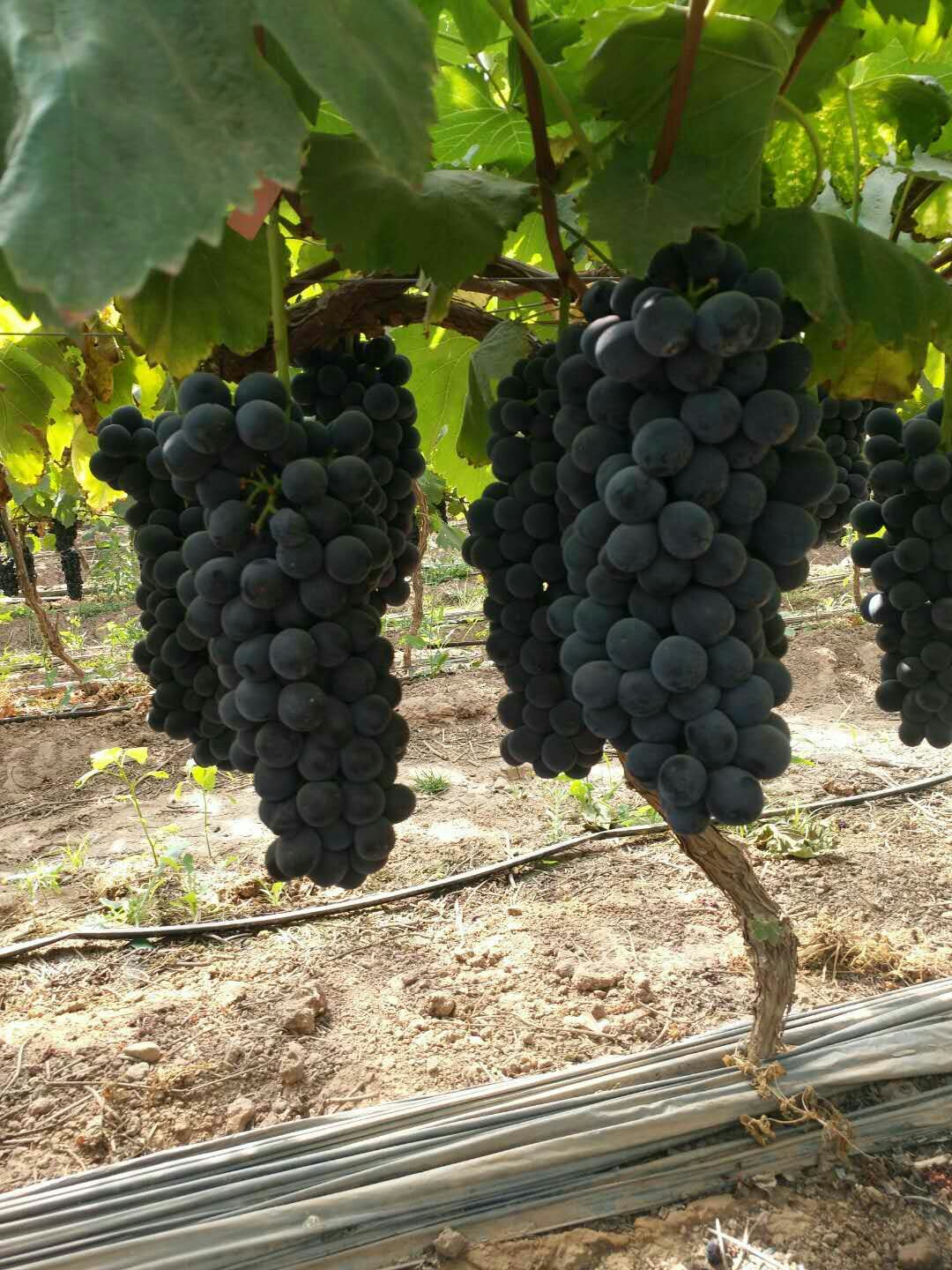 夏黑葡萄 1.5- 2斤 5%以下 1次果