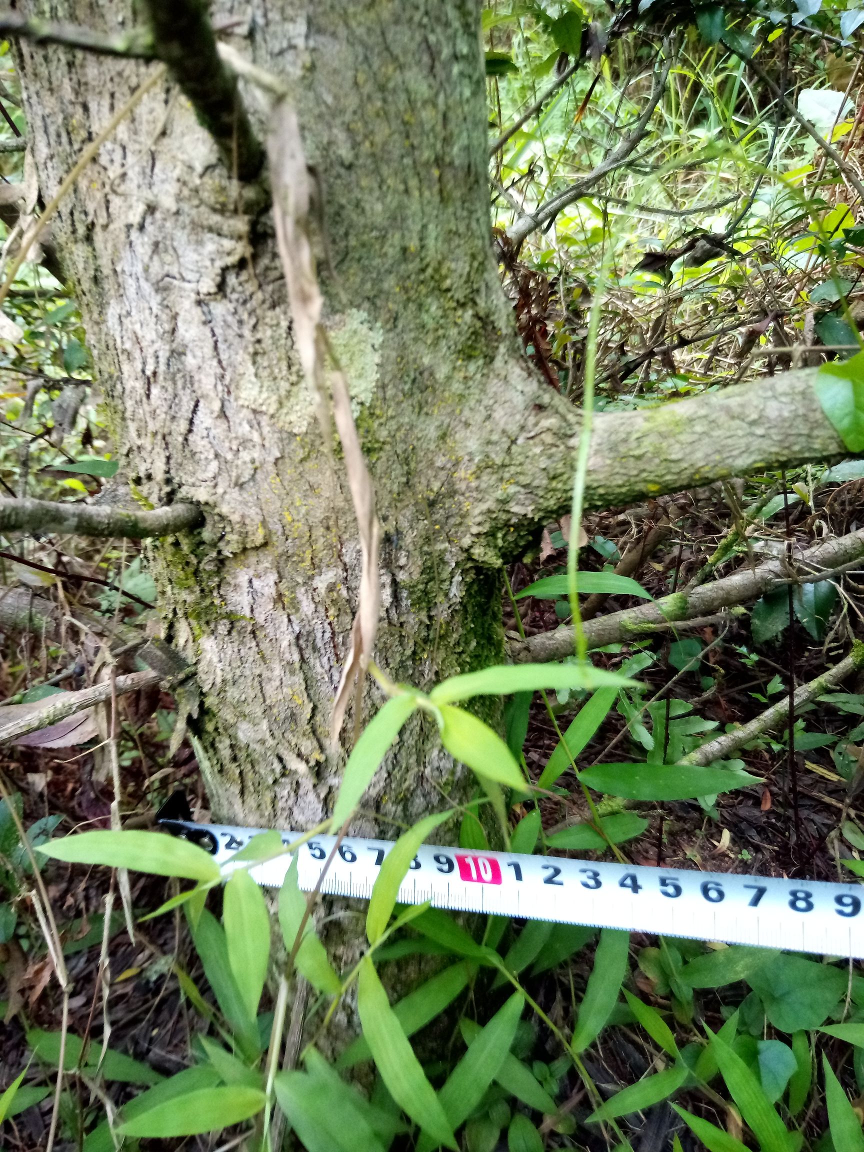  羅漢松