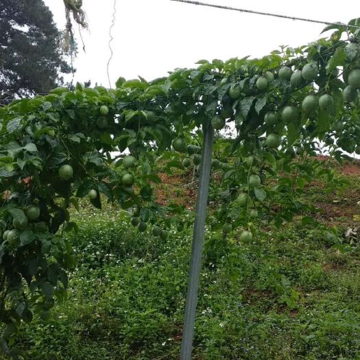 灵山县 百香果很快就可以上市了，有想大量收购百香果的可以联系我