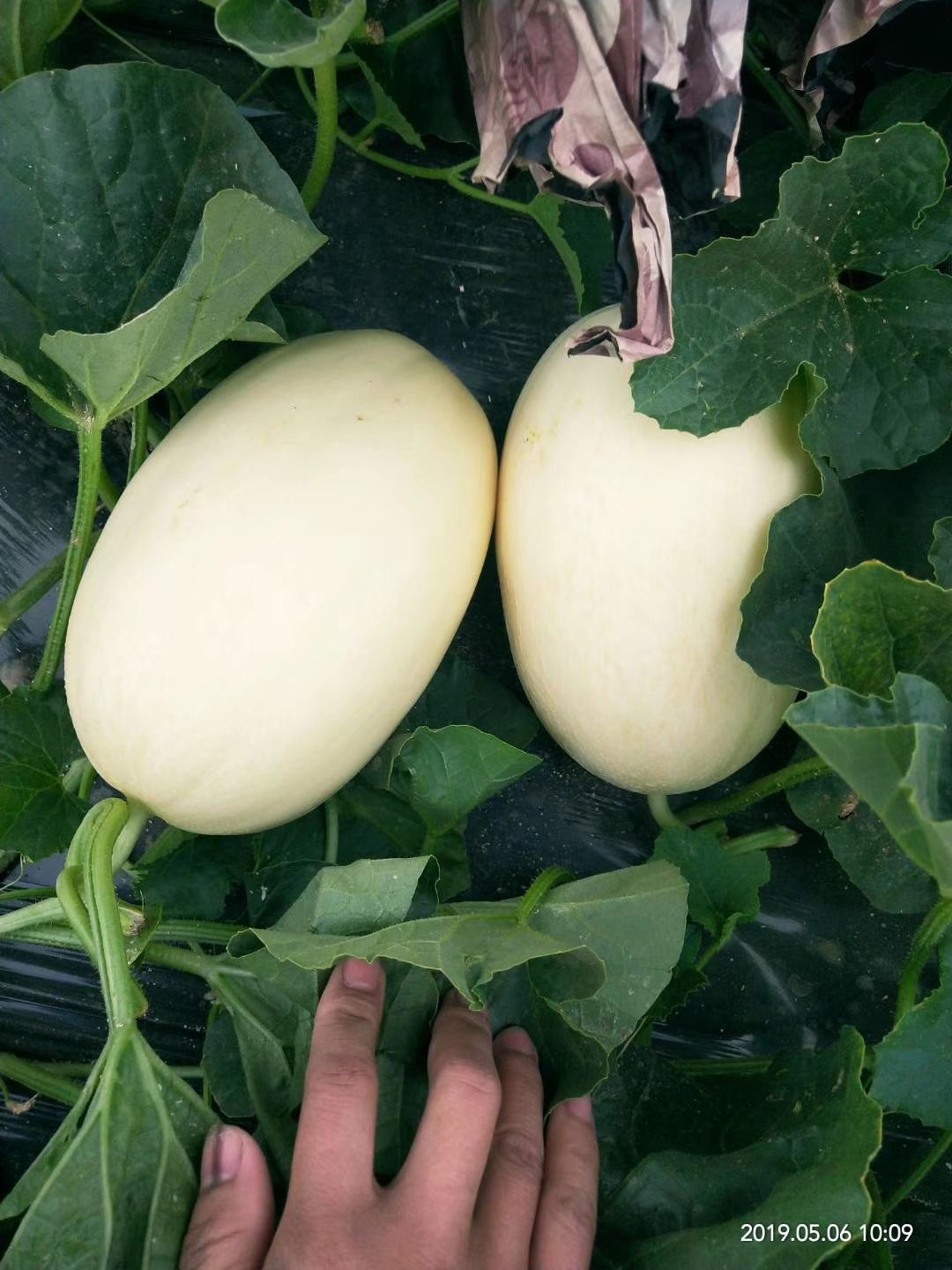 东方蜜1号 东方蜜