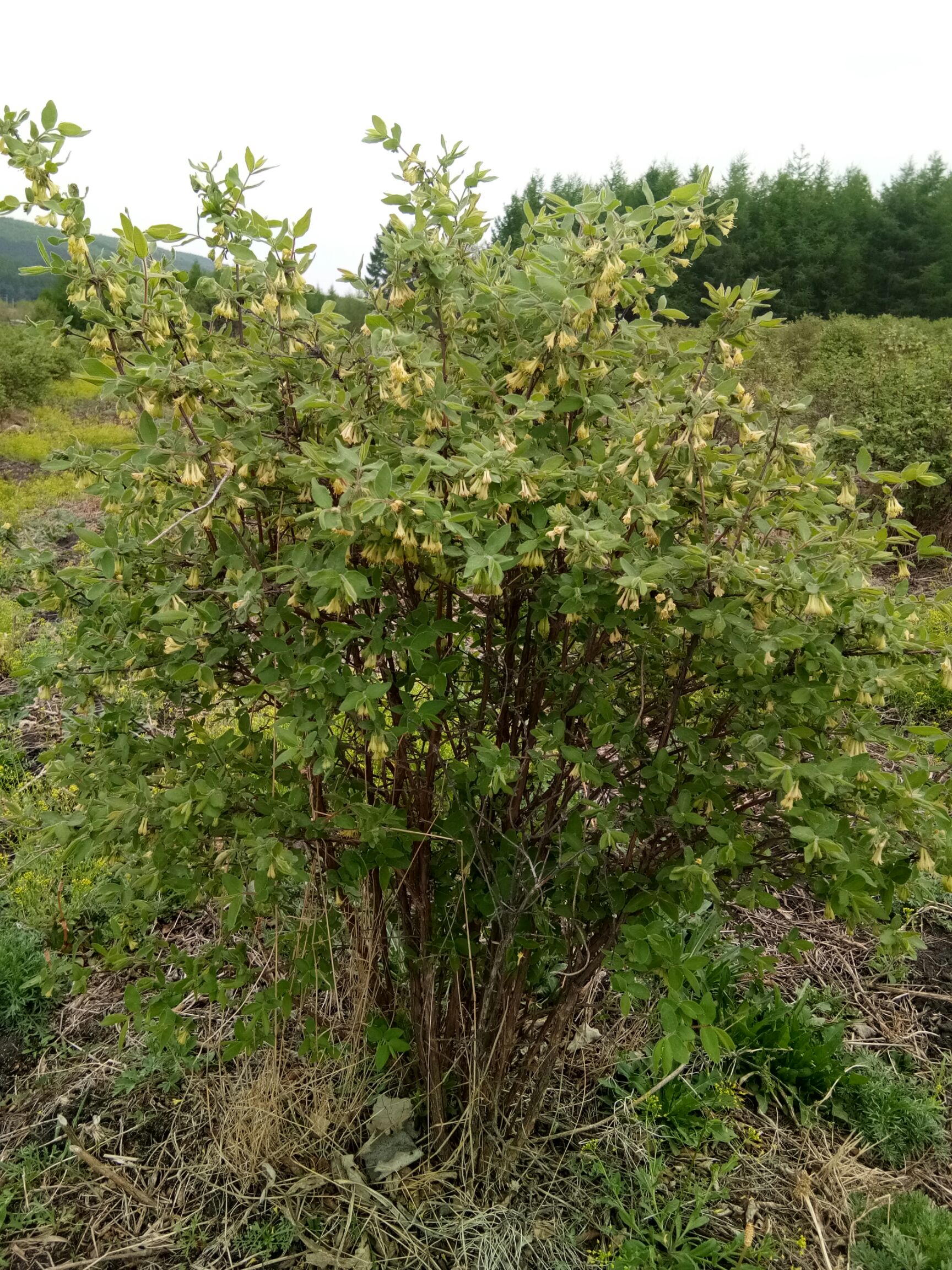 蓝靛果苗 定植苗，分支多，1米以上，适合占地建园