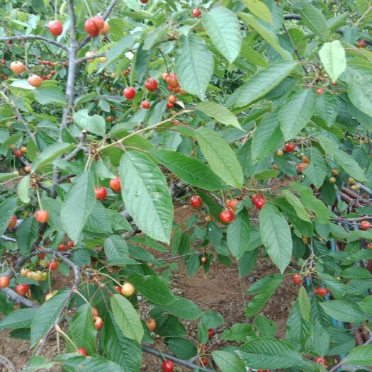 新泰市 各种大樱桃，红灯，早大果，早黄，美早等品种。