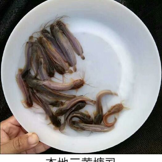 清远 三角黄塘角鱼苗 本地塘鲺鱼苗