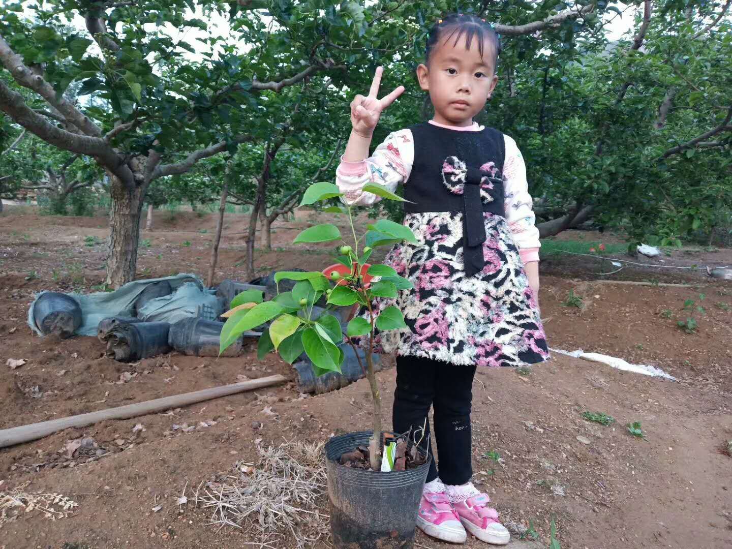 黄金梨树苗 盆栽梨树，带果发货，中通包邮，一件也包邮哦