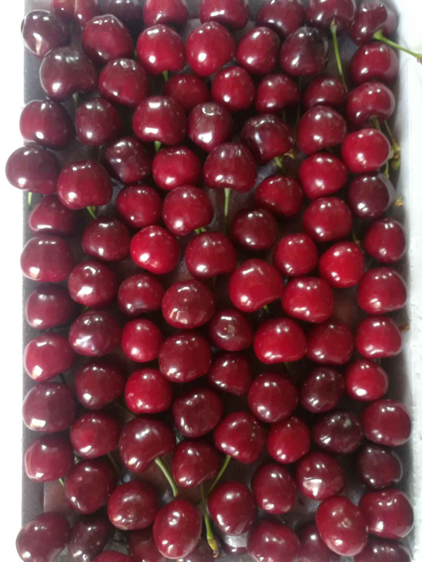 红灯樱桃 美早早大果红灯布洛克斯萨米脱大量供应