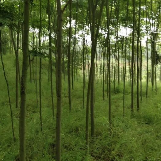 枣阳市 千亩栾树基地，3至8公分的，量大从优