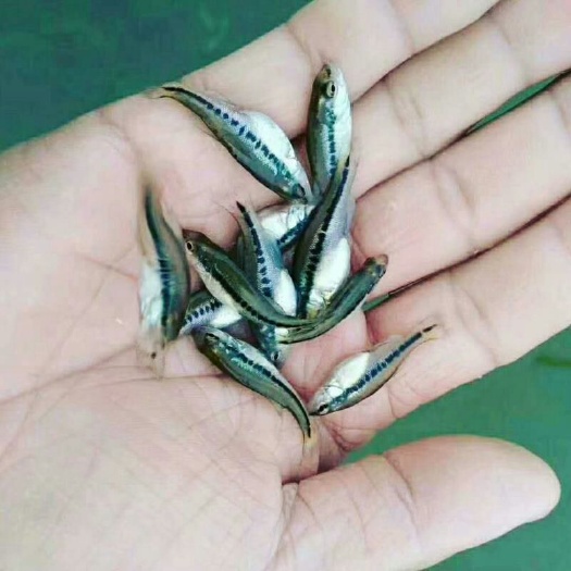 清远 加洲鲈鱼苗6-8cm