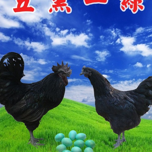 南宁五黑一绿鸡苗  五黑绿壳蛋鸡苗，乌骨鸡苗