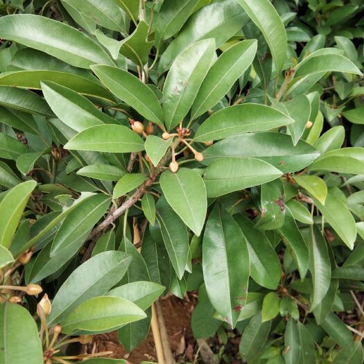 灵山县人心果树苗 人心果苗当年种植当年结果