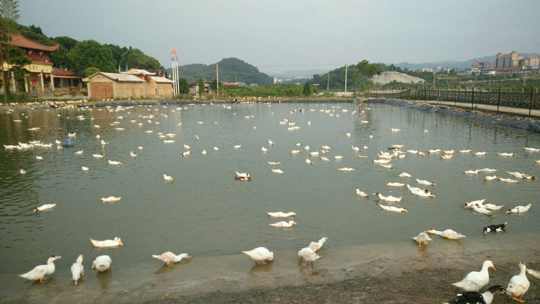 花边鸭 晏农苑农场