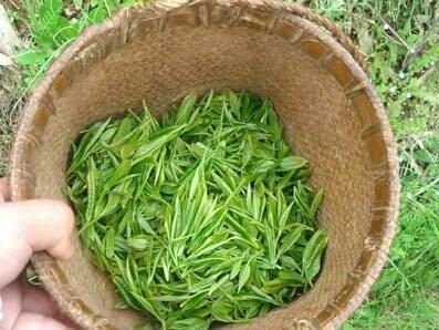  十大名茶——
都匀毛尖