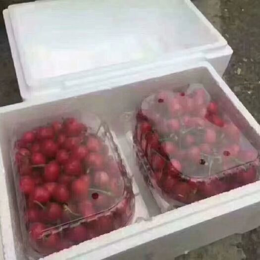 西安西安白鹿原原大红灯樱桃