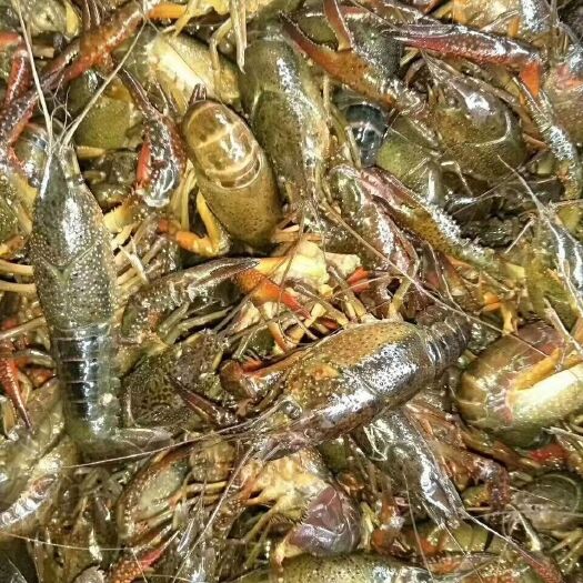洪湖市 清水稻田小龙虾 正宗麻青中青4-6钱规格，干净小龙虾