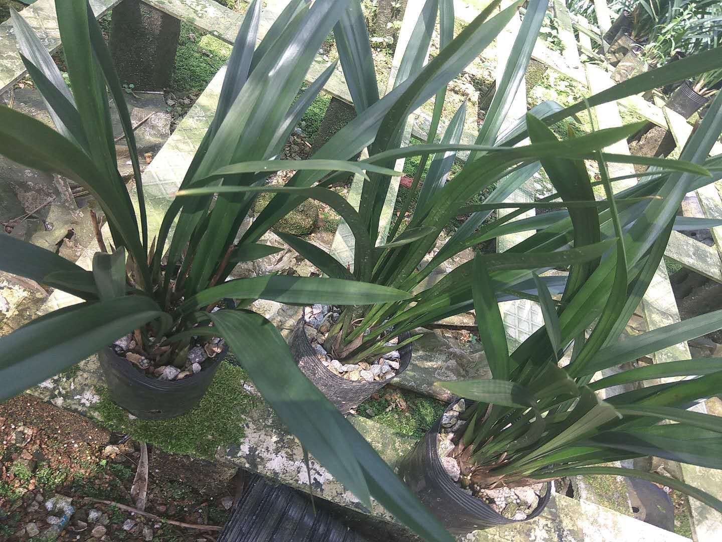 墨兰 裸根不带土