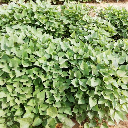 夏津县 优质济薯26红薯苗，选我你放心