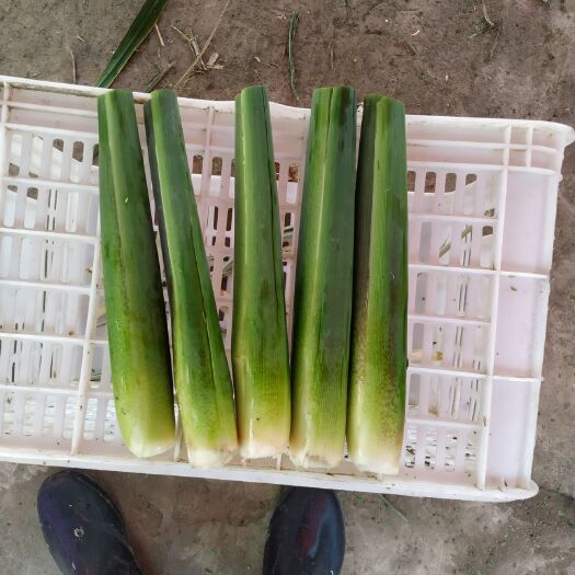 颍上县 茭白