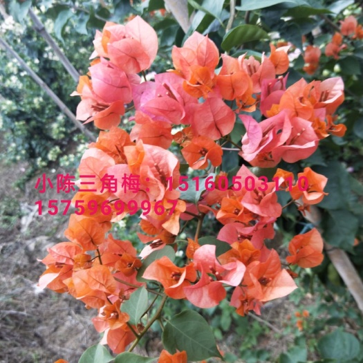漳州黄花三角梅 清场中物美价廉