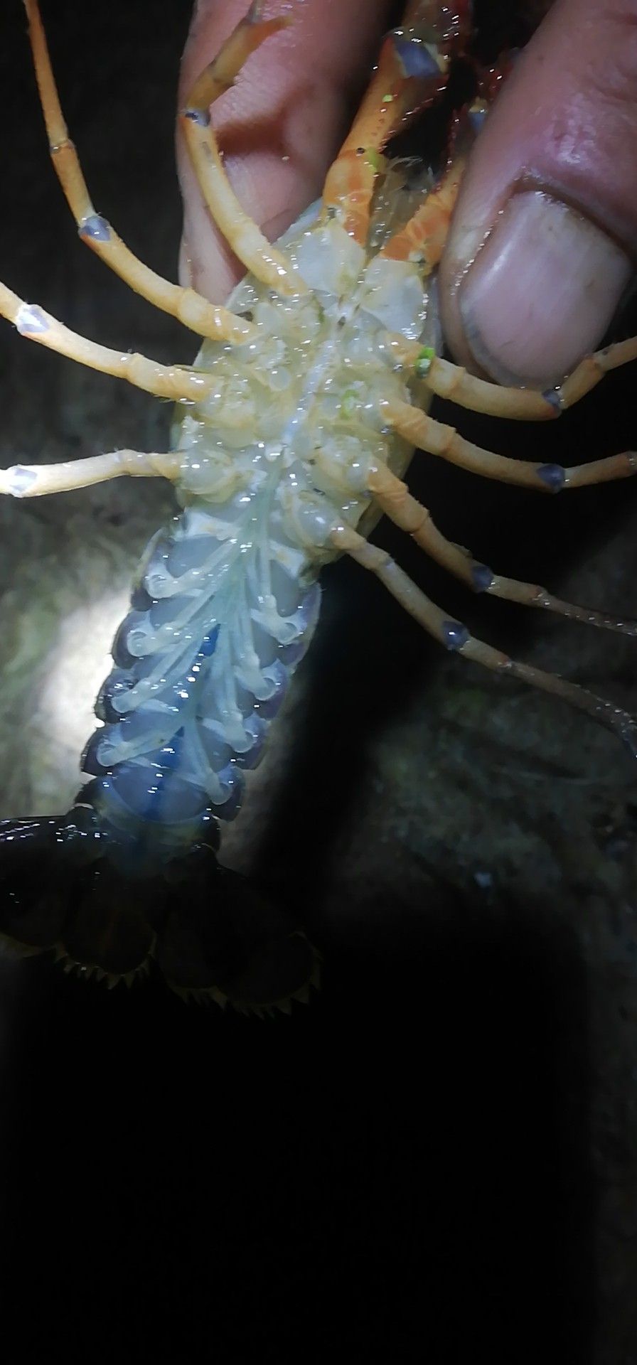 清水小龙虾 4-6钱 人工养殖