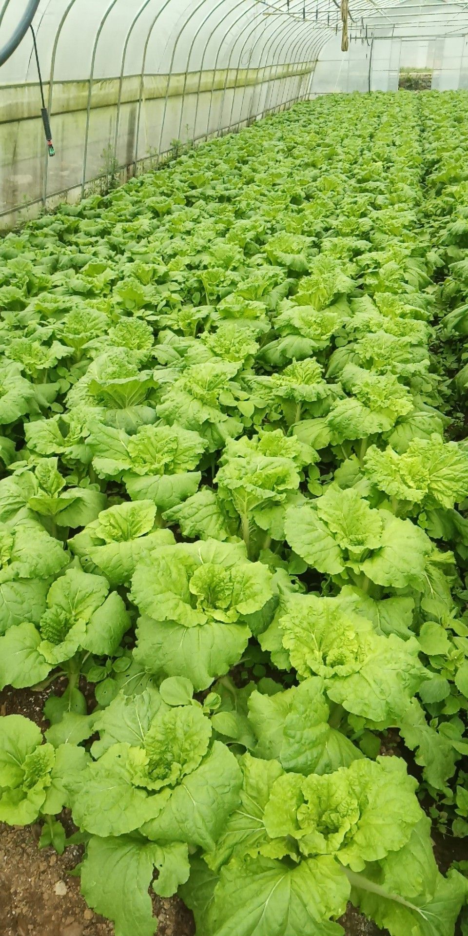 秋白菜 1~2斤 毛菜