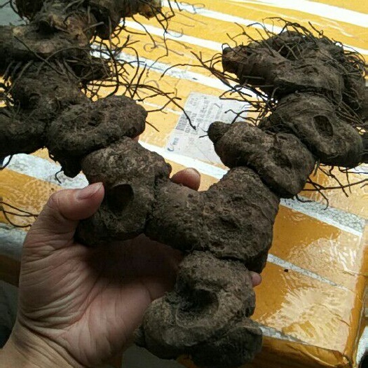 连山县鸡头黄精  黄精新鲜现找现卖