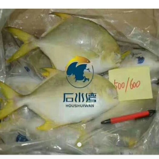 防城港 养殖金鲳鱼，欢迎有实力厂家长期合作