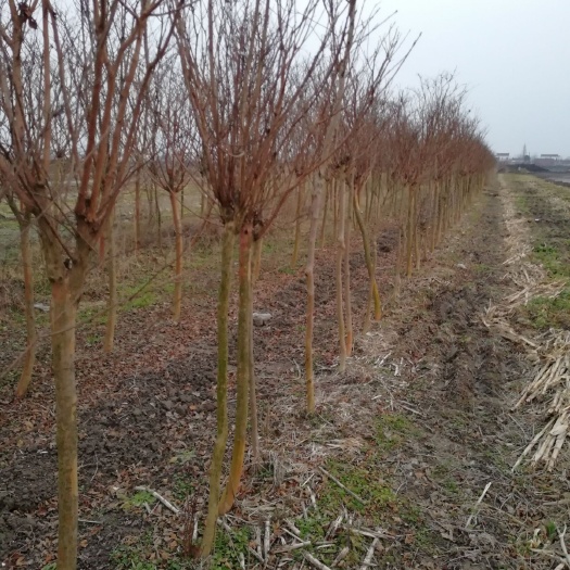 东台市紫叶紫薇  地径6-8公分40-200每棵