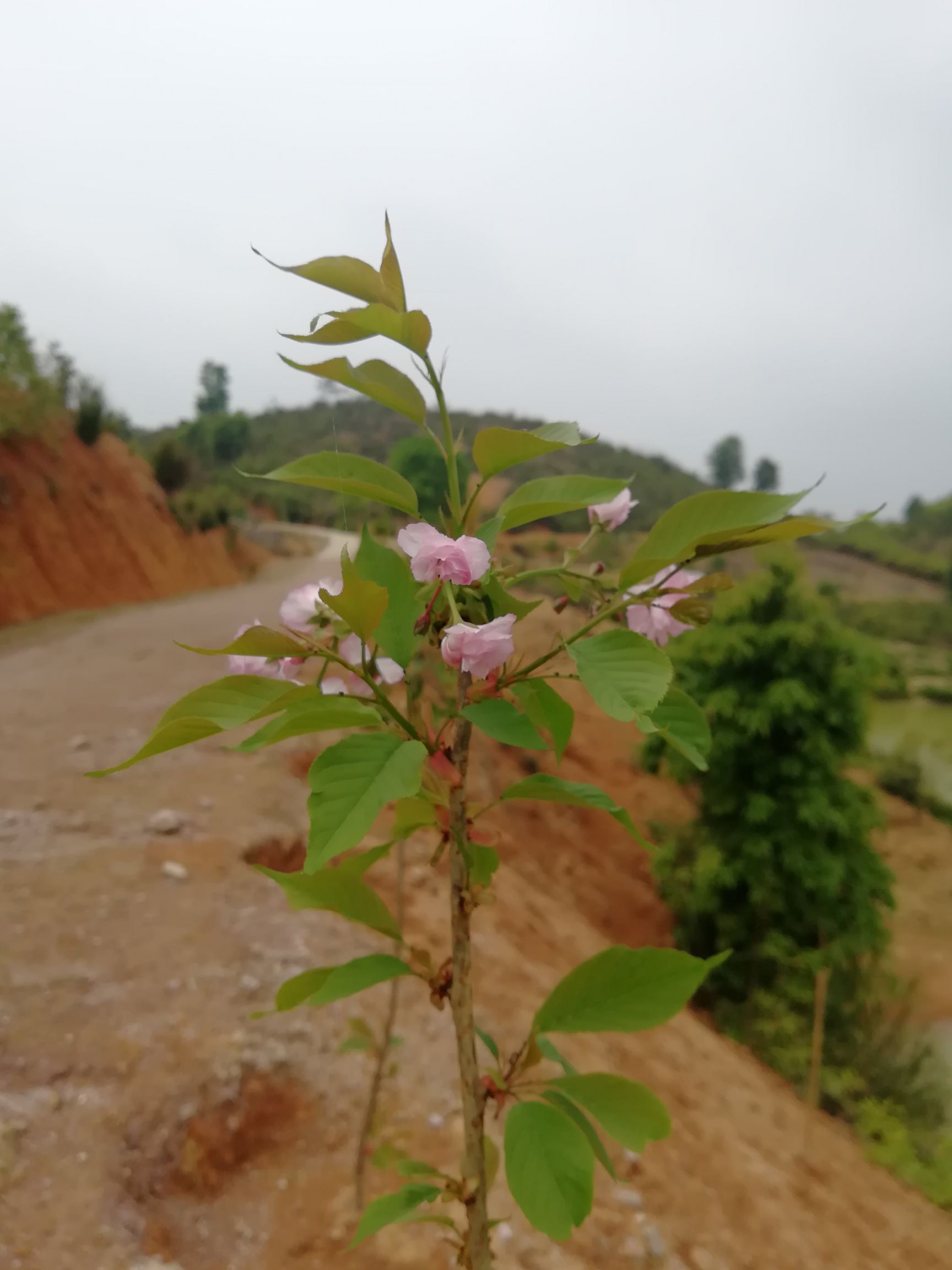 长期有樱花出售