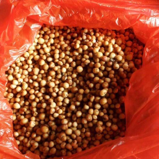 三江县地下明珠 鲜品