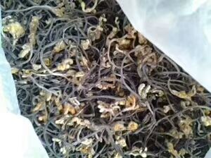 野 生优质蕨菜干，天然龙爪菜，一箱20斤招 代   理产