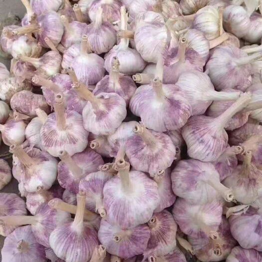 金乡县紫皮高产太空大蒜种子，纯大青蒜种红根蒜苗种子基地直供欢迎订购