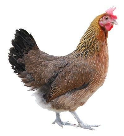 广州广州鸡苗孵化
  快大青脚麻鸡苗