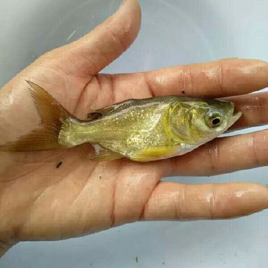 清远 缩骨大头鱼苗4-5cm