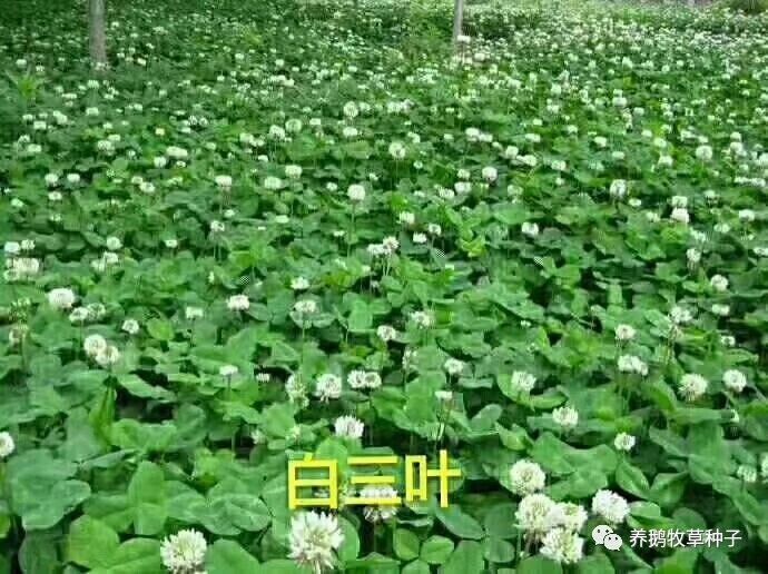 嘉祥县边坡绿化白三叶果园绿肥种子白三叶包衣