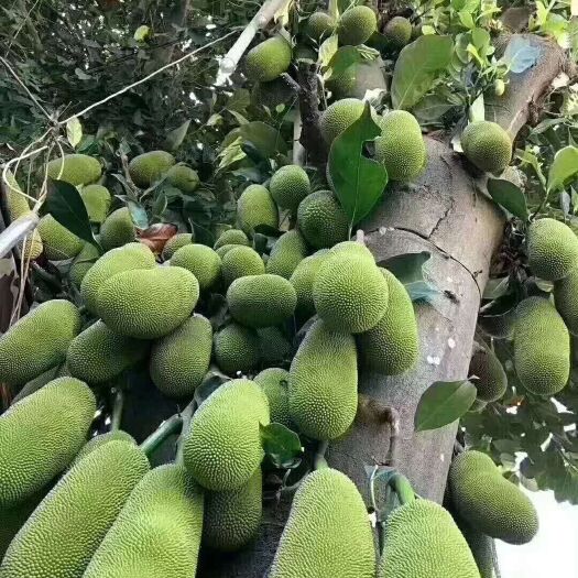 灵山县 广西菠萝蜜苗树苗 马来西亚一号四季木菠萝蜜苗嫁接果苗当年结果