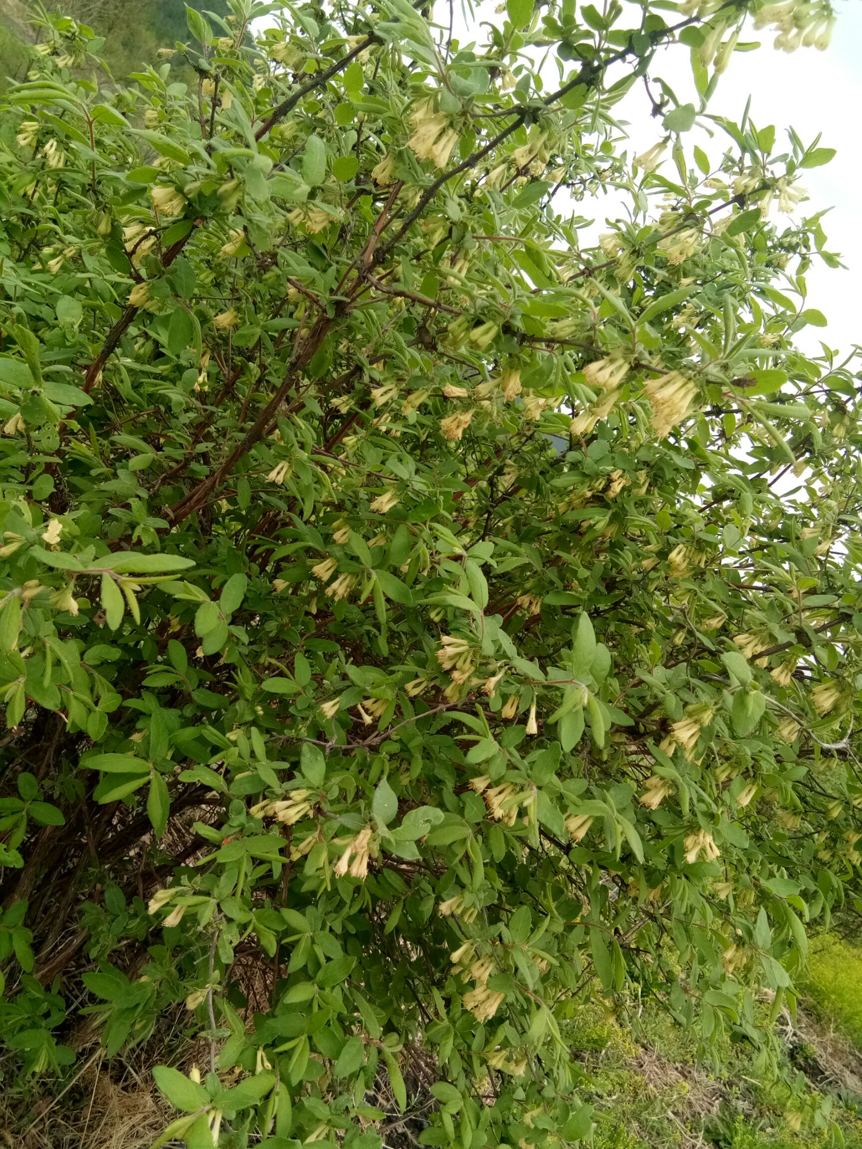 蓝靛果苗 定植苗，分支多，1米以上，适合占地建园