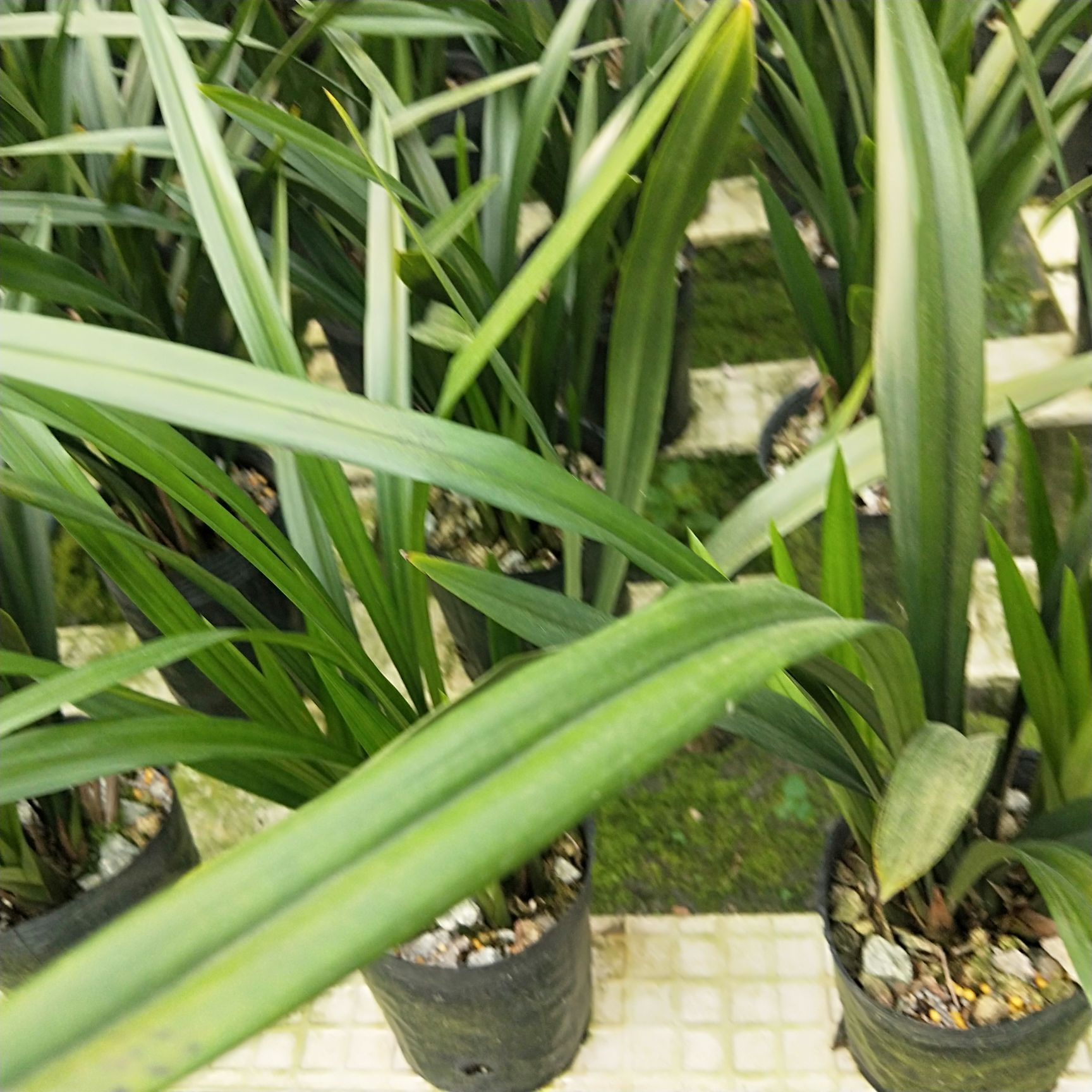 墨兰 裸根不带土