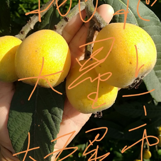 绵阳大五星枇杷 已下架