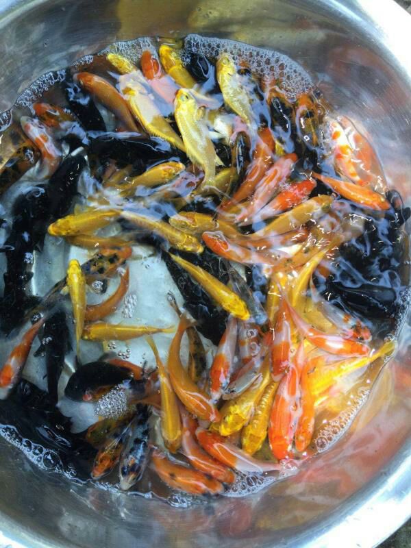  锦鲤鱼苗4-7cm