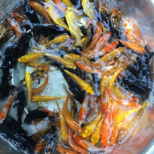 清远 锦鲤鱼苗4-7cm
