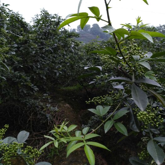 重庆市九叶青花椒 江津石门