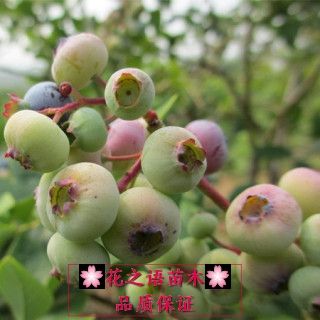 兔眼蓝莓苗 蓝莓树苗大苗盆栽地栽南北方室内外种植兔眼黑珍珠当年结果果树苗