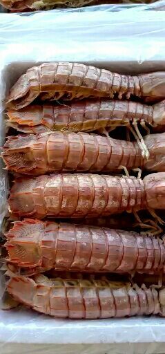 济南冷冻皮皮虾 18-24个月