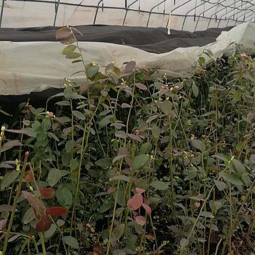 泰安布里吉塔蓝莓苗 南北方全适应的布里吉塔蓝苺苗供应