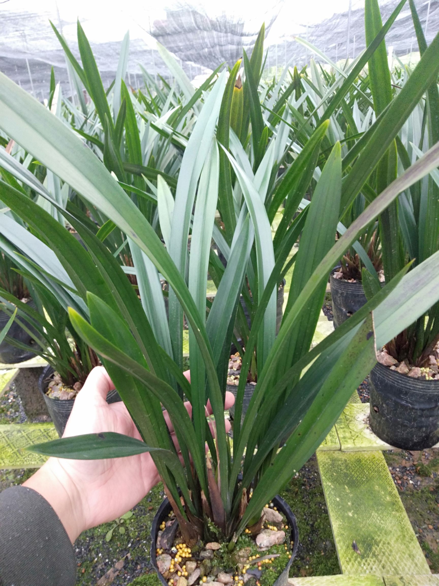 墨兰 裸根不带土