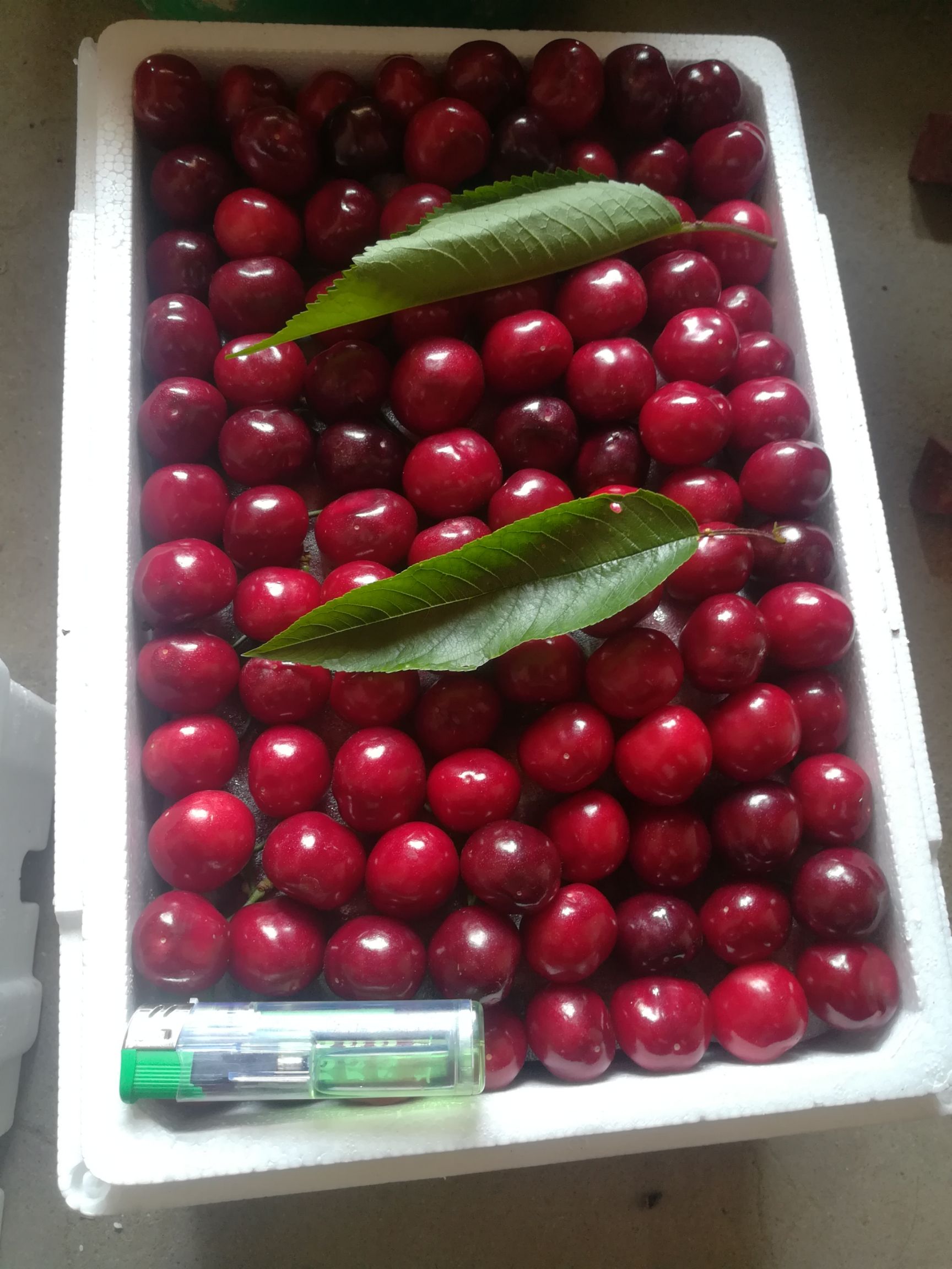 红灯樱桃 美早早大果红灯布洛克斯萨米脱大量供应