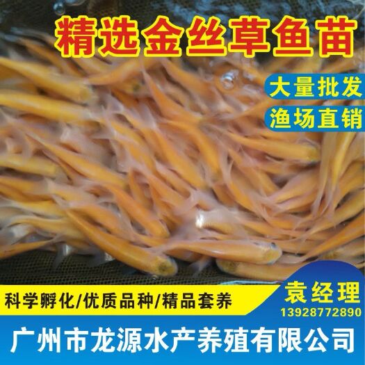 习水县 金草鱼/金丝草鱼苗2019优质金草鱼苗