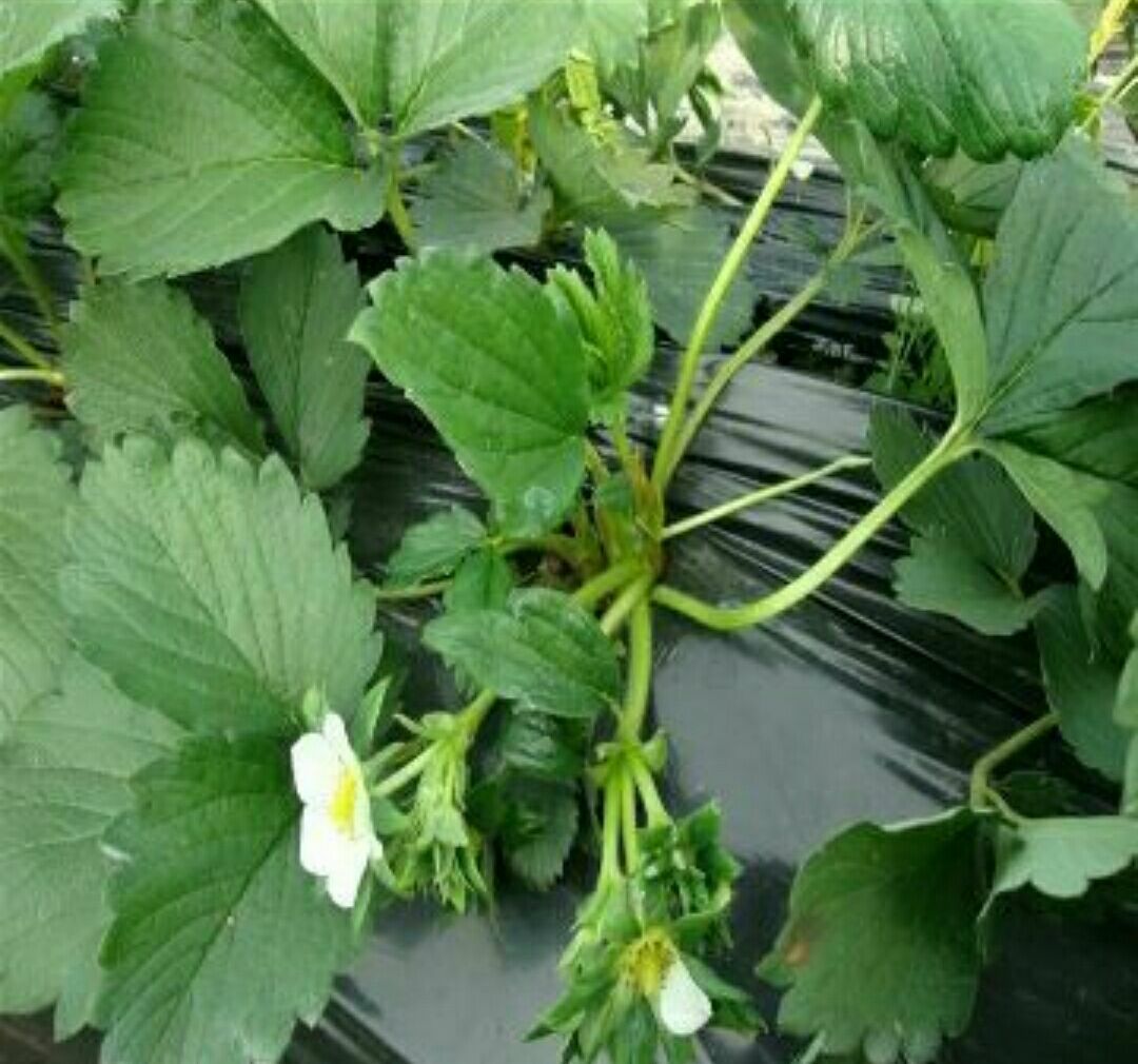 香蕉草莓苗 10~20公分 地栽苗 