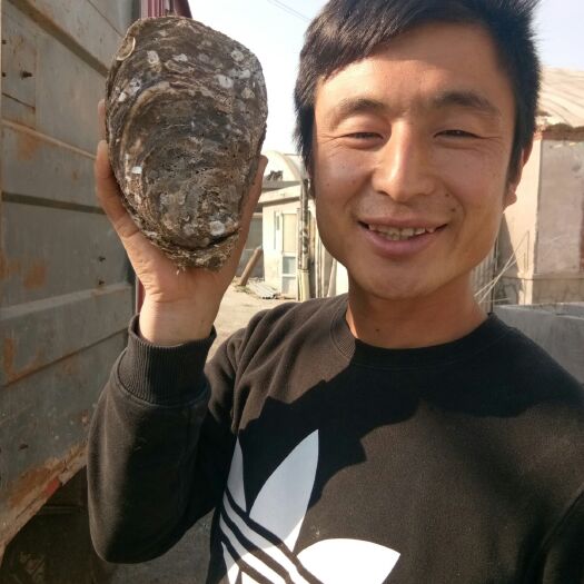 乳山市三倍体生蚝 山东省威海市乳山市 鲜活水产